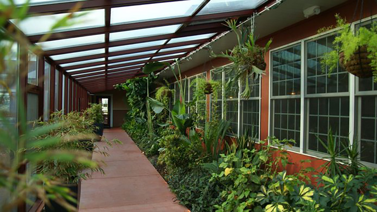 greenhouse solarium Greenery in solarium
