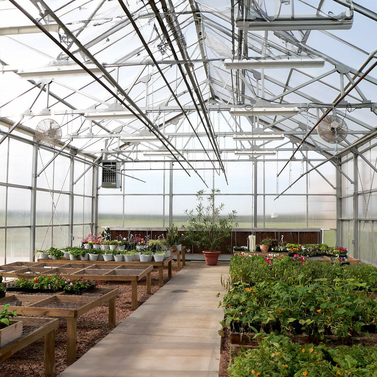 Polycarbonate architecture Wellington Greenhouse value engineering